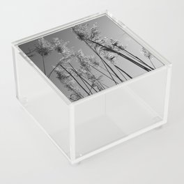 Black and white wetland | Common reeds under the sun Acrylic Box