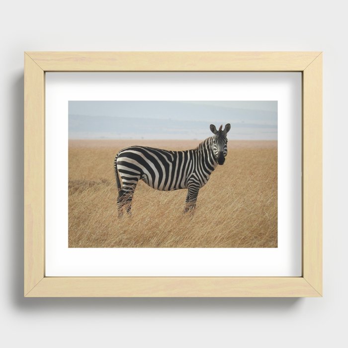 Wild Zebra Recessed Framed Print