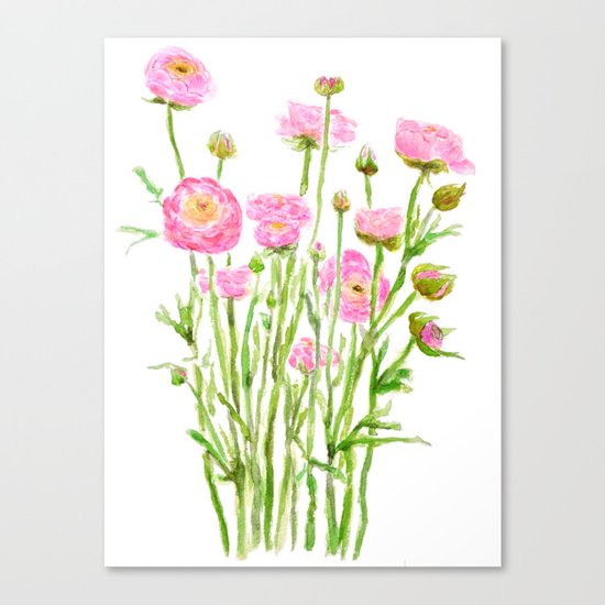 pink ranunculus Canvas Print