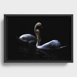 swans Framed Canvas