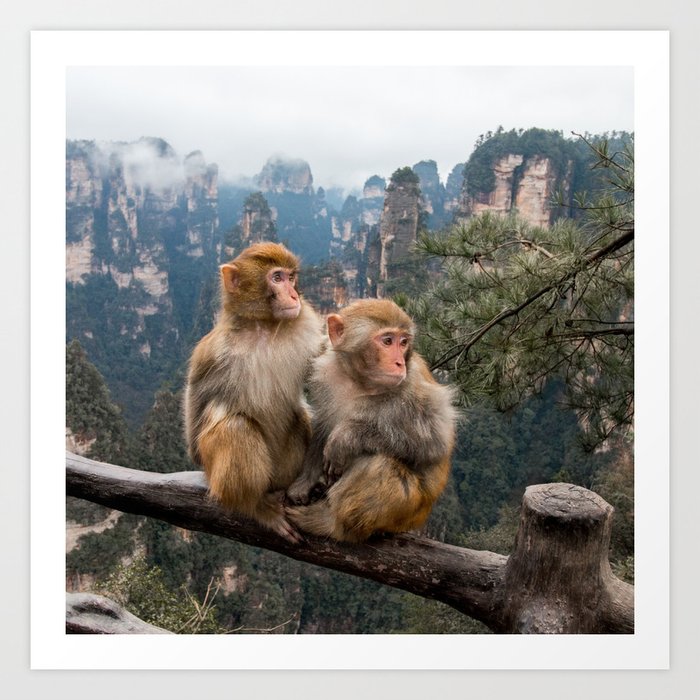 Monkeys in China Art Print