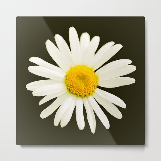 Daisy on a black background - #Society6 #buyart Metal Print