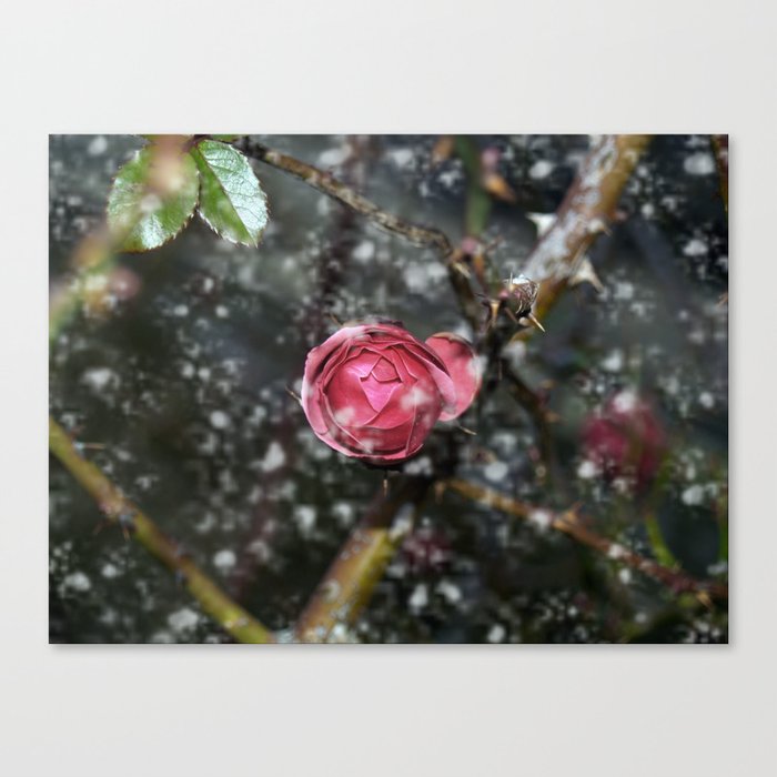 Frozen rose Canvas Print