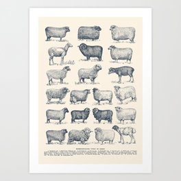 Types of Sheep Art Print