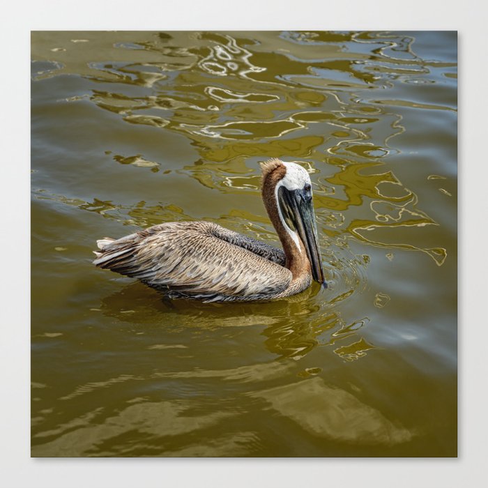 Brown Pelican 0581 - Cedar Key, Florida Canvas Print