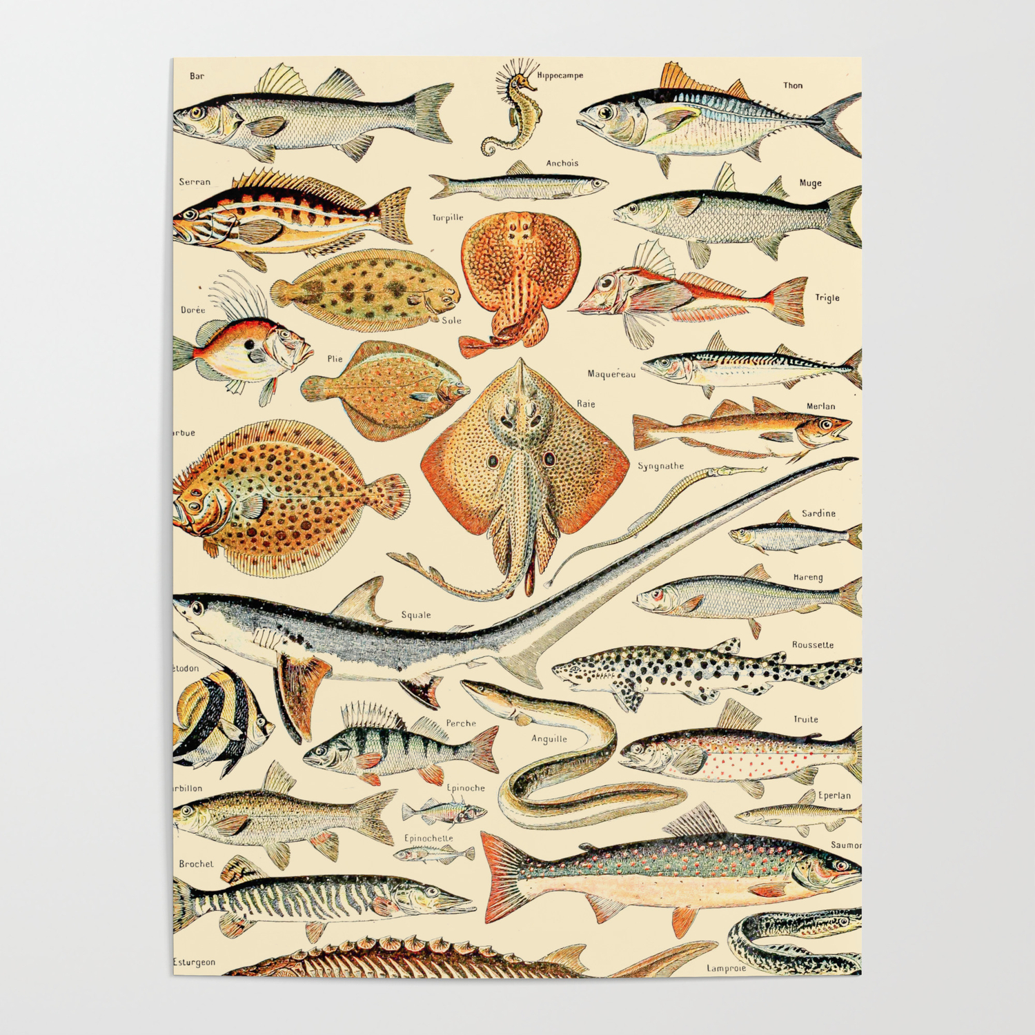 Verrijking Zonsverduistering Economie Vintage Fishing Diagram // Poissons by Adolphe Millot XL 19th Century  Science Textbook Artwork Poster by Public Artography | Society6