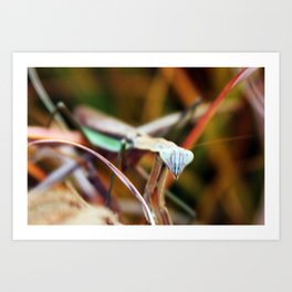 Praying Mantis Art Print | Digital, Photo 