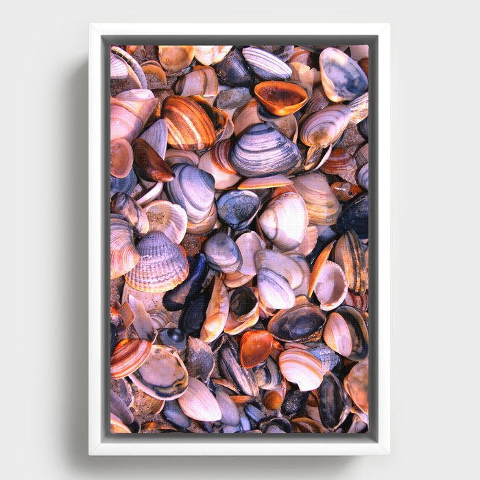 seashell shells Framed Canvas