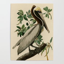 Brown Pelican, Birds of America by John James Audubon Poster
