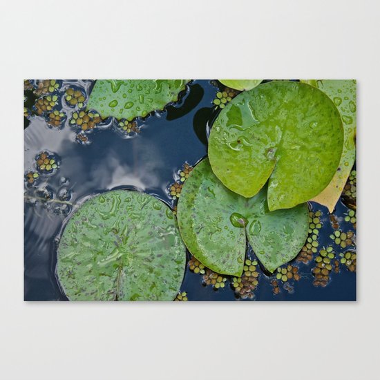 Water Lilies Canvas Print