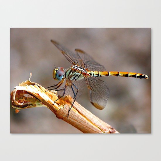 Dragonfly Canvas Print