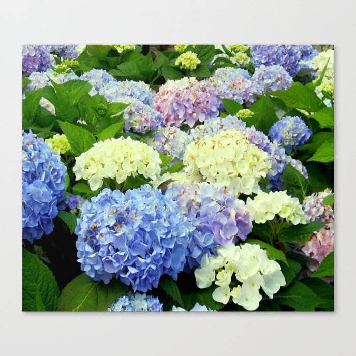 Hydrangea Flowers Mix Canvas Print