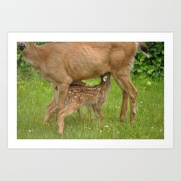 Mom Deer (Columbian Black-tailed deer) nursing bambi's 3 Art Print | Columbianblacktaileddeer, Deer, Photo, Digital, Breastfeeding, Britishcolumbia, Denmanisland, Color, Blacktaileddeer, Animal 