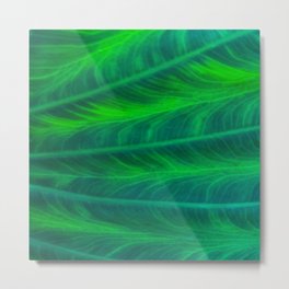 Green Leaves  Metal Print | Closeup, Plant, Elephantear, Leaves, Hdr, Tree, Pattern, Color, Nature, Outdoors 