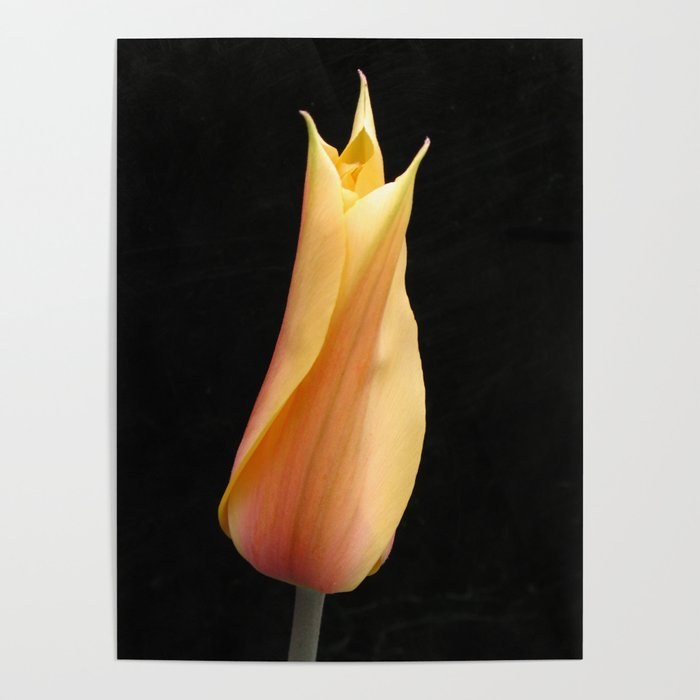 Orange Tulip on Black Background Poster