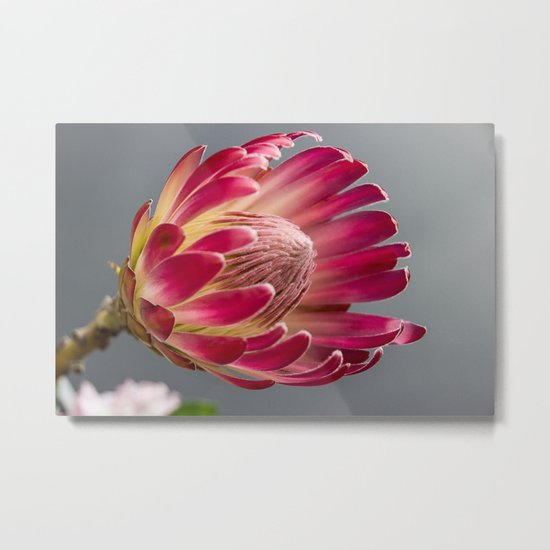 protea flower Metal Print