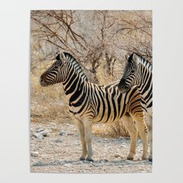 South Africa Photography - Two Zebras Standing On A Dirt Road Poster