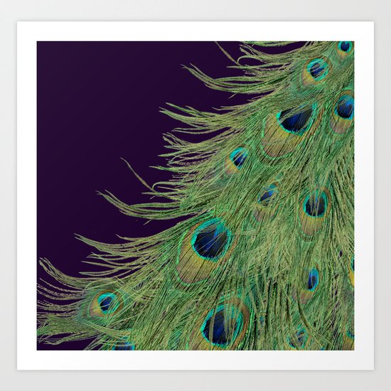 Peacock Feathers on Purple Background Art Print
