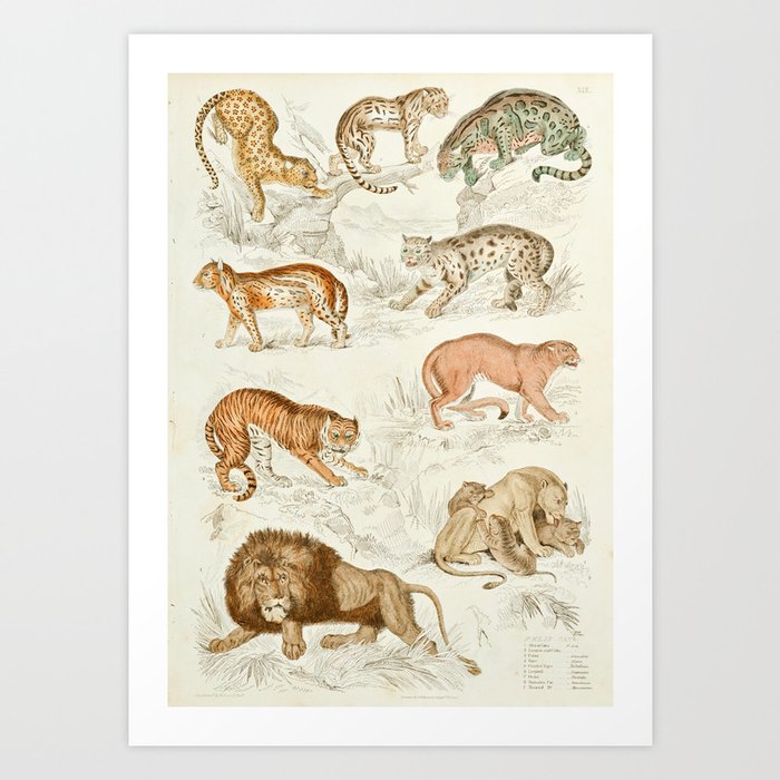 Wild Cats Vintage Jungle Animal Print, 1800s Art Print by Natural