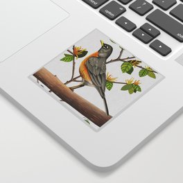 American Robin Sticker