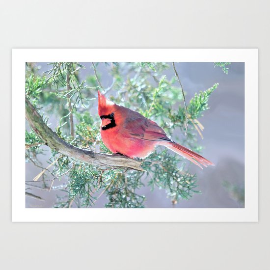 Cold Winter's Day Cardinal Art Print