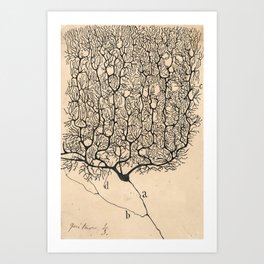Neuron Drawing By Santiago Ramón Y Cajal Art Print