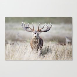 Red deer stag calling Canvas Print