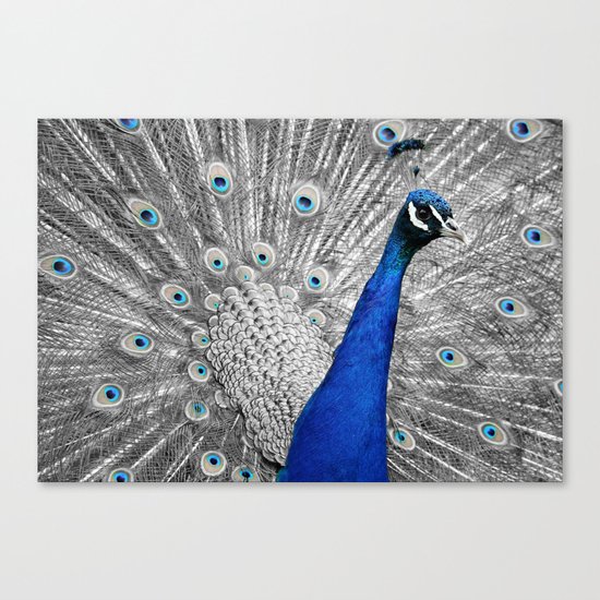 peacock ue Canvas Print