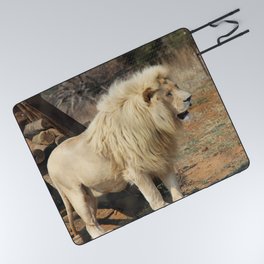South Africa Photography - Beautiful Lion Standing By Some Timber Picnic Blanket