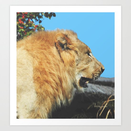 Male Lion Profile Art Print