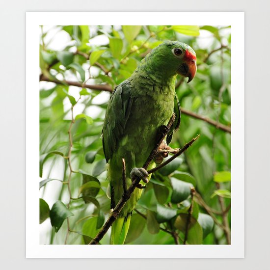 Parrot Portrait Art Print