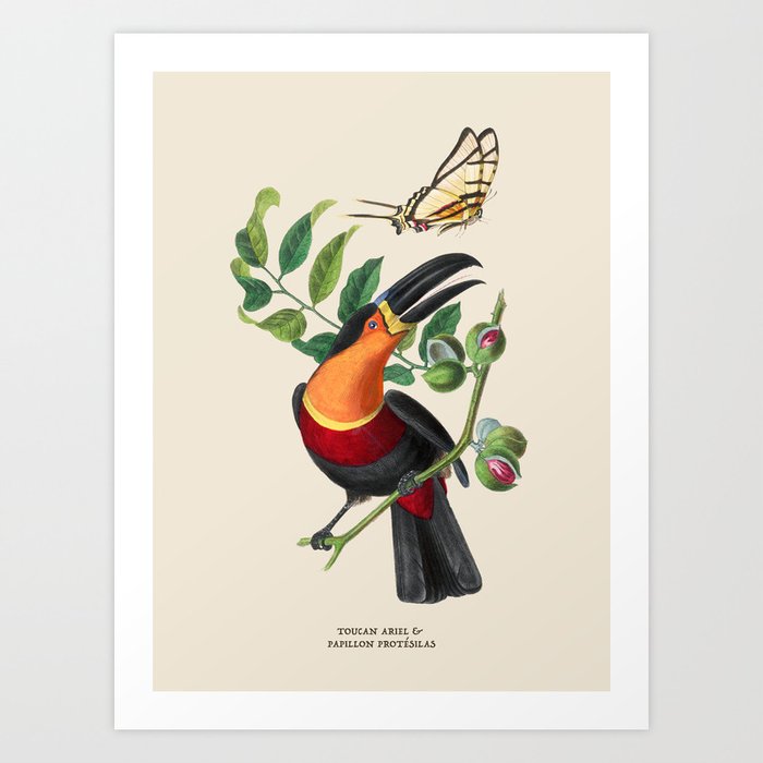 Toucan and Butterfly Antique Naturalist Illustration Art Print