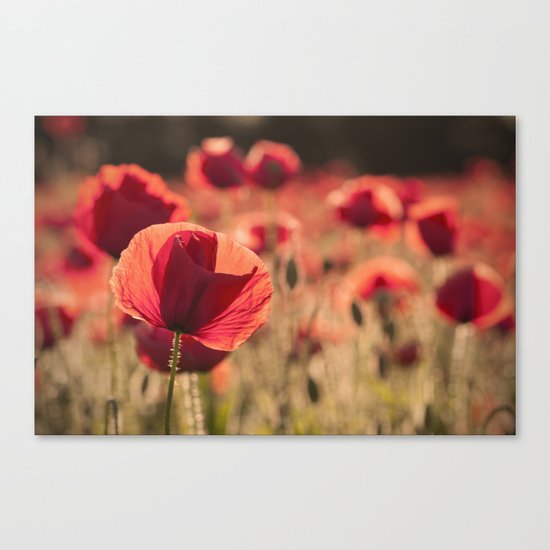 Poppies meadow Flower Flowers Floral Summer Canvas Print