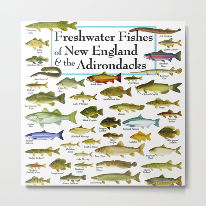 Illustrated New England and Adirondacks Game Fish Identification
