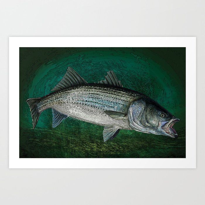 Striped Bass Fishing Art Prints Art Print