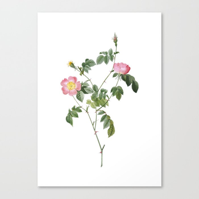 Vintage Pink Austrian Copper Rose Botanical Illustration on Pure White Canvas Print