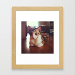 Amputee Kitten Framed Art Print