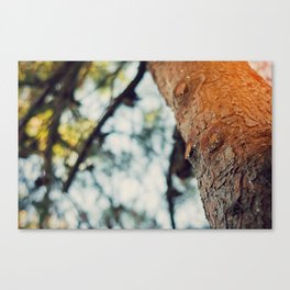 Crying Spring Canvas Print