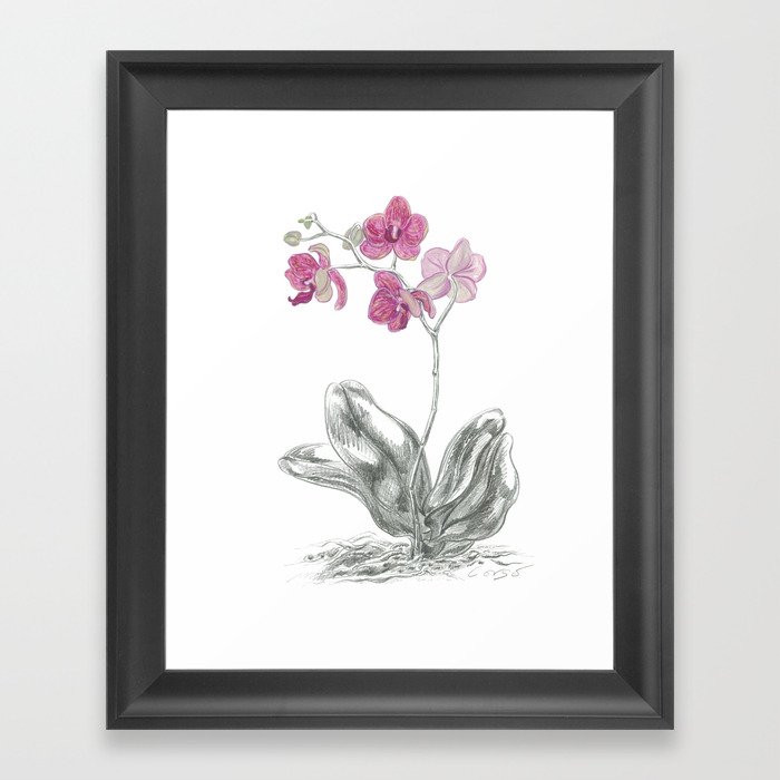 Orchid 01 Botanical Flower Framed Art Print