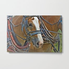 Belgian Draft Metal Print | Digital, Farmanimal, Workhorse, Belgiandraft, Equine, Mammal, Fauna, Equus, Drafthorse, Photo 