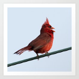 Bird on a Wire Art Print