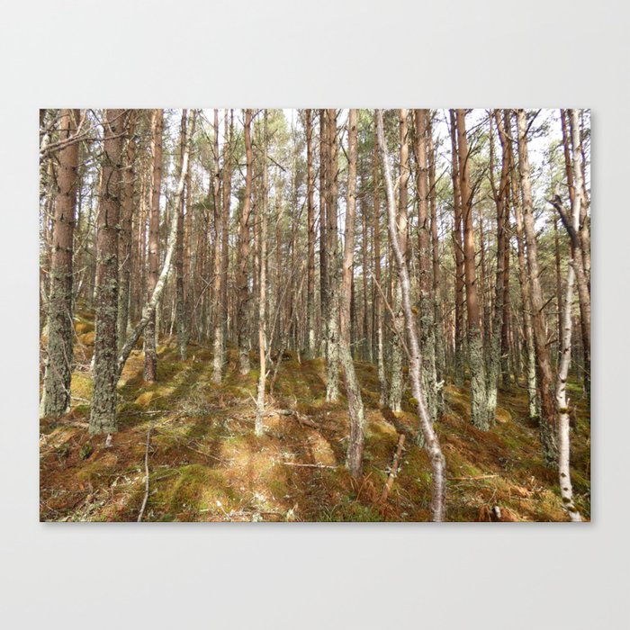 Where Fairies Dance in the Scottish Highlands  Canvas Print