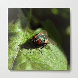 But A Fly Metal Print | Animal, Scary, Photo, Nature 