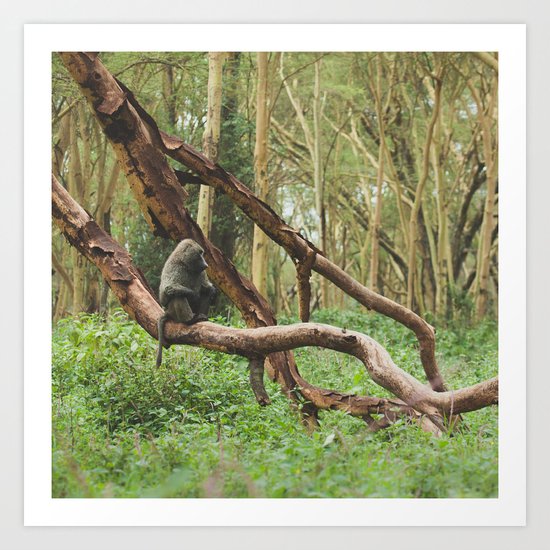 Wild Baboon in Kenya Art Print