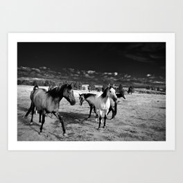 Roaming Mustangs 1 Art Print