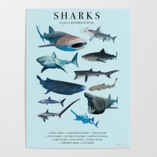 Shark Scientific Poster Poster by Shannon Thorpe