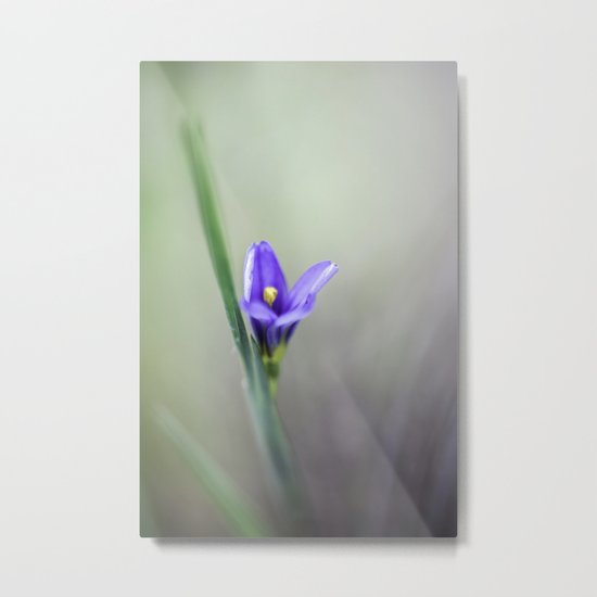 Blue-Eyed Grass Metal Print