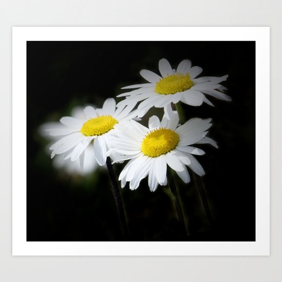 daisies on black Art Print