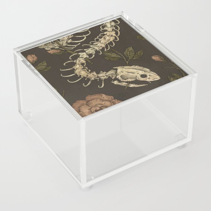 Snake Skeleton Acrylic Box