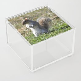 Wildlife photography, Eastern Gray Squirrel, nature Acrylic Box